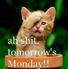 Oh shit. Tomorrow is Monday lol Jw Humor, Tomorrow Is Monday, I Hate Mondays, Monday Humor, Slaap Lekker, Kittens Funny, E Card, Sunday Night, Crazy Cats