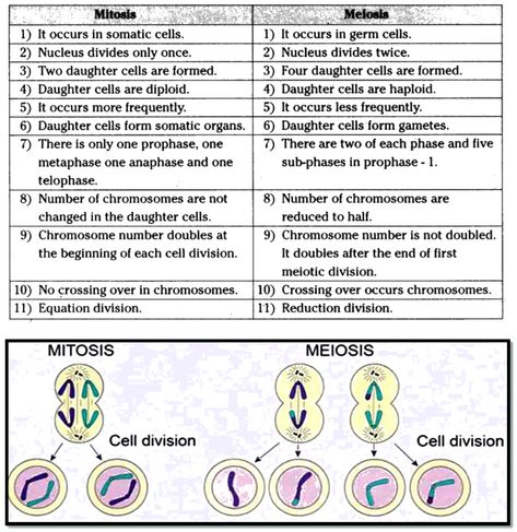 What is difference between mitosis and meiosis Mitosis And Meiosis, Somatic Cell, Cell Forms, Quick Saves