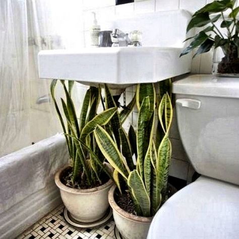 Snakes under the sink! Hiding Ugly, Tanaman Indoor, Mother In Law Tongue, Live Nation, Apartment Tour, Bathroom Plants, Apartment Style, Apartment Garden, Planter Box