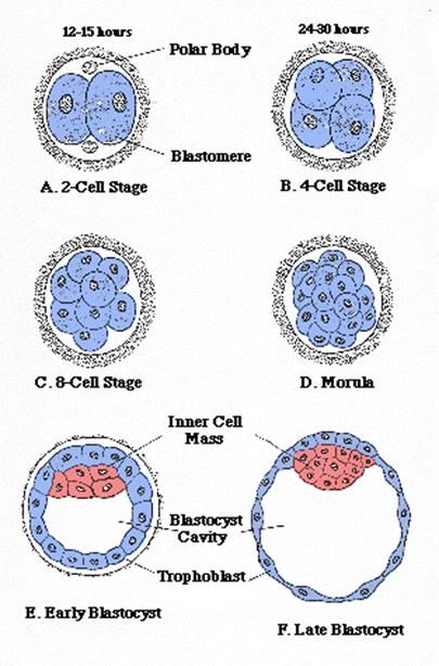 EMBRYO DEVELOPMENT Stage Drawing, Embryo Development, Obstetric Ultrasound, Psych 101, Red Dress Day, Woman Dress, Day 6, Take Control, Psych