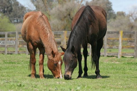 Horse In Pasture, Red Roan Quarter Horse, Horses In Pasture, Roan Quarter Horse, Field Poses, Ghost Horse, Horse Grazing, Horses Grazing, Cave Painting