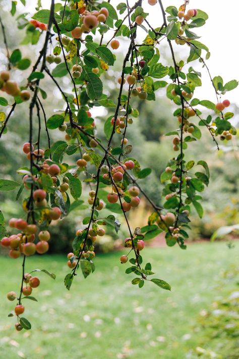 Plant guide: crab apple trees — Victoria Wade Oklahoma Wildflowers, Fall Foraging, Crab Apple Tree, Crab Apples, Prairie Fire, Raspberry Plants, Autumn Leaf Color, Crabapple Tree, Apple Trees