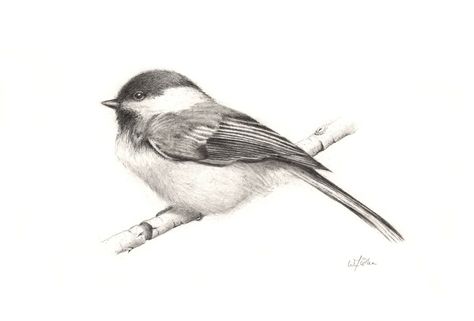 1000+ images about chickadees on Pinterest | Chickadee Tattoo ... Chickadee Tattoo, Sweet Drawings, Chickadees, Bird Artwork, Birds Tattoo, Bird Drawings, Watercolor Animals, Birds Painting, Hummingbirds