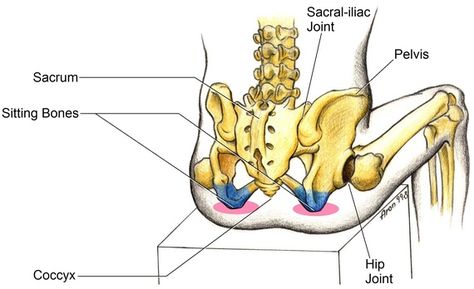 Stand On Your Bottom, What?! The Truth About Sitting Alexander Technique, Yoga Anatomy, Spine Health, Muscle Anatomy, Lower Limb, Pilates Instructor, Sitting Posture, Pilates Studio, Good Posture