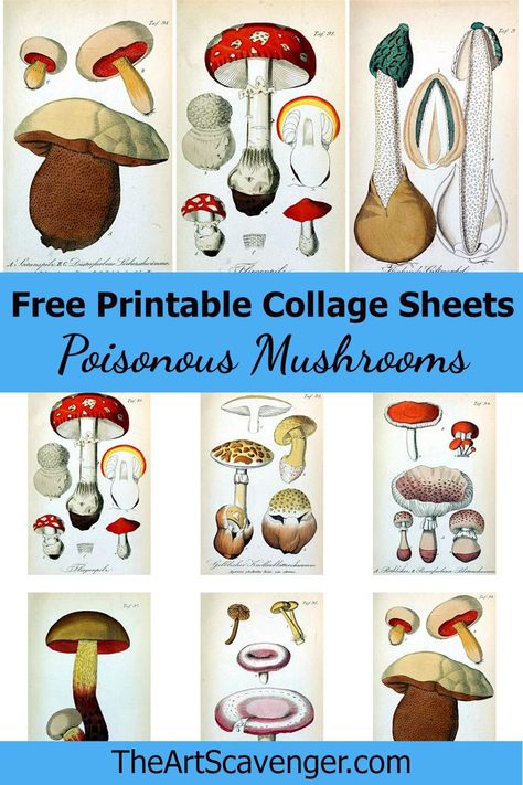 Download & Print These Mushroom Collage Sheets. A Huge Library of Hundreds of Free Collage Sheets and Ephemera Sheets to Use in Art Journals, Junk Journals and other crafts. Mushroom Free Printable, Mushroom Ephemera, Mushroom Collage, 2024 Printable, Huge Library, Poisonous Mushrooms, Collage Images, Free Collage, Scrapping Ideas