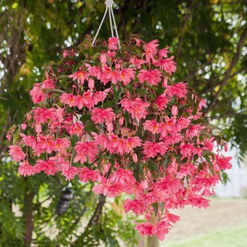 Funky® Pink Begonia Seeds Begonia Boliviensis, Pink Begonia, Tuberous Begonia, Ornamental Kale, Plants For Hanging Baskets, Cottage Garden Plants, Plant Supplies, Herbs Indoors, Pink Garden