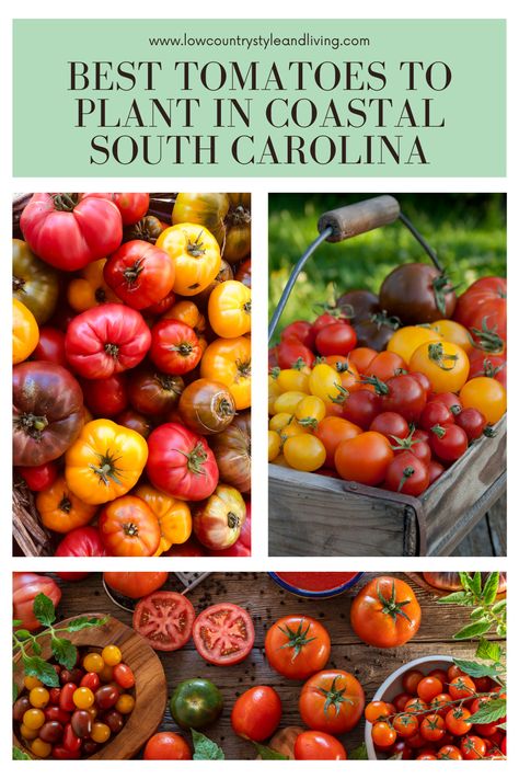 Gardening In South Carolina, South Carolina Plants Landscapes, South Carolina Gardening, Starting Seeds Outdoors, Landscaping House, Tomato Problems, Planning A Garden, Coastal South Carolina, Tomato Varieties