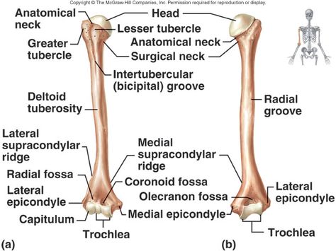 E. Intertubercular and radial grooves of humerous Appendicular Skeleton, Radiography Student, Radiology Schools, Axial Skeleton, Human Skeleton Anatomy, Computer Forensics, Anatomy Bones, Skeleton Anatomy, Basic Anatomy And Physiology