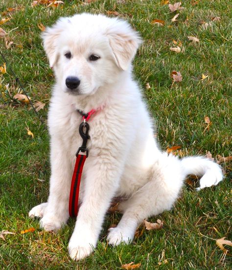 Turkish Akbash Dog...good protector of livestock Dog Great Pyrenees, Livestock Guardian Dog Breeds, Akbash Dog, Calm Dog Breeds, Unique Dog Breeds, Every Dog Breed, Livestock Guardian Dog, Rare Dog Breeds, Livestock Guardian