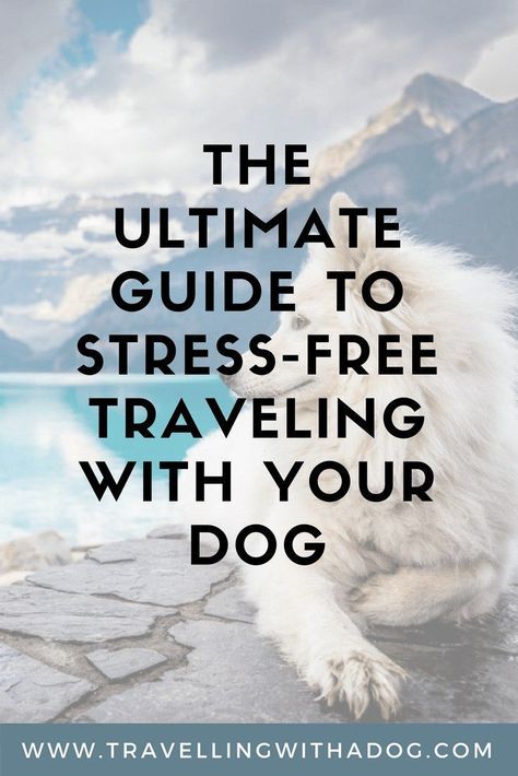 Learn how to make traveling with your dog as stress-free as possible! | Traveling with Dogs Road Trips | Road tripping with dogs | Traveling With Dogs | Traveling With Dogs In Car | Vacation With Dogs | Traveling With Dogs In Car, Traveling With Dogs, Dogs Camping, Dogs Products, Camping With Dogs, Road Trip With Dog, Dog Friendly Vacation, Camping Snacks, Camping Diy