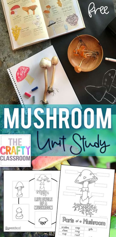 Free Mushroom Unit Study! Spore Prints, Nature Journals, Life Cycle of a Mushroom, Label the Parts of a Mushroom, Recipe Ideas and so much more in this free mushroom unit study for kids. Parts Of A Mushroom, Spore Prints, Science Unit Studies, Nature Journals, Homeschool Nature Study, Unit Studies Homeschool, Mushroom Recipe, Nature School, Study Ideas