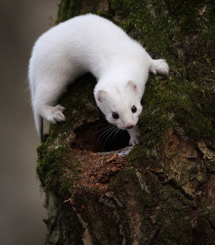 Weasel                                       ( in his winter ermine coat) White Ferret, Regard Animal, Cute Ferrets, White Animals, Albino Animals, Animal Reference, Animal References, Cute Creatures, Rodents