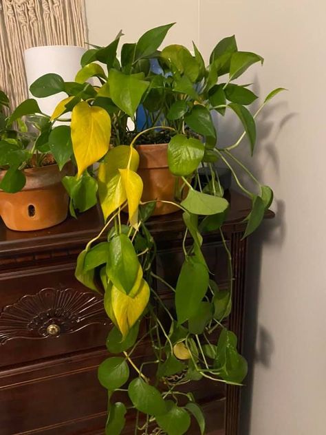 Green pothos plant drooping with yellow leaves Why Is My Pothos Turning Yellow, Yellow Leaves On Pothos, Pothos Arrangement Ideas, Pothos Turning Yellow, Pothos Plant Care Tips, Leggy Pothos Plant, Pothos Planter Ideas, Pothos Yellow Leaves, Pothos Trailing Ideas