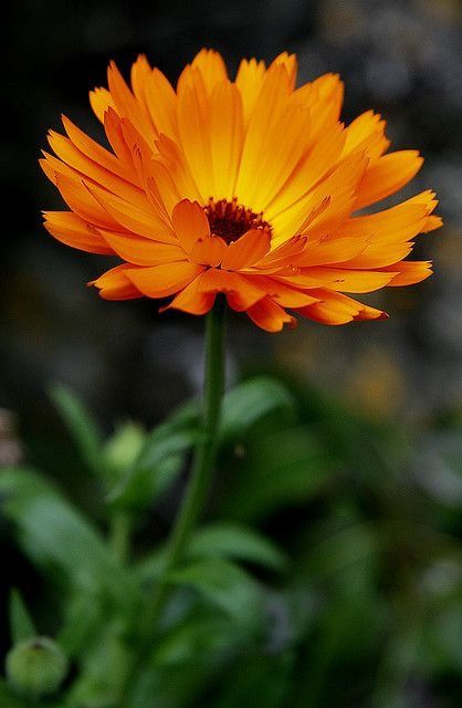 Pot Marigold (Calendula officinalis) Pot Marigold, October Birth Flowers, Calendula Officinalis, Fleur Orange, Calendula Flower, Autumn Flowers, Feel Beautiful, Edible Flowers, Birth Flower