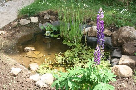 Pond Images, Wildlife Ponds, Wildlife Garden Design, Small Backyard Ponds, Wildlife Pond, Habitat Garden, Garden Water Feature, Native Plant Gardening, Natural Pond