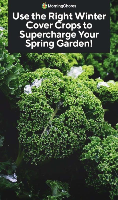 Use the Right Winter Cover Crops to Supercharge Your Spring Garden Cover Crops, Winter Vegetables Gardening, Organic Pesticide, Fall Vegetables, Fall Garden Vegetables, Organic Vegetable Garden, Winter Vegetables, Garden Guide, Organic Gardening Tips