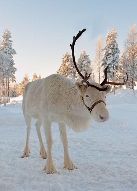 White reindeer.   The reindeer, also known as the caribou in North America, is a species of deer native to Arctic and Subarctic regions. Reindeer vary considerably in color and size. Both sexes grow antlers, though they are typically larger in males. However, there are a few populations in which females lack antlers completely. White Reindeer, Albino Animals, Baby Reindeer, Mule Deer, Manx, An Animal, Christmas Reindeer, Winter Scenes, Animals Friends