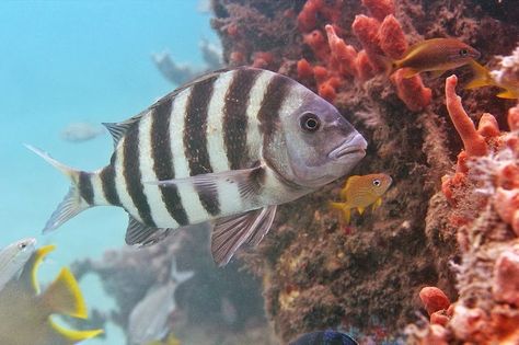 sheepheadfish | Sheepshead fish are also called convict fish due to the black and ... Pacu Fish, Sheepshead Fish, American Cichlid, Flat Fish, Underwater Painting, Fish Feed, Human Teeth, Beyond The Sea, Life Aquatic