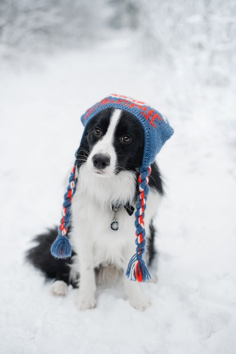 Dogs In Winter, Winter Dog Photoshoot, Autumnal Backgrounds, Christmas Dog Treats Homemade, Border Collie Photography, Christmas Dog Photography, Black And White Border Collie, Pet Photoshoot, Dog Treats Homemade