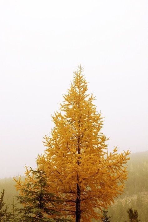 Nature Architecture, Autumn Beauty, Best Seasons, Autumn Landscape, Mellow Yellow, Beautiful Tree, Aesthetic Photography, Land Scape, Nature Beauty