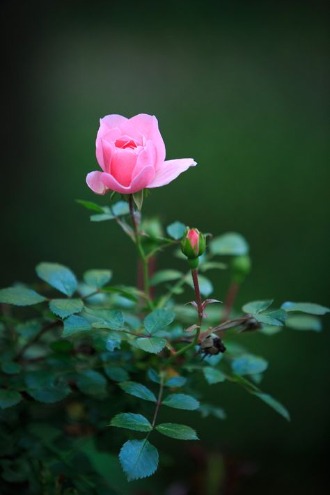 Rose ... Flower Pictures Roses, Rose Flower Pictures, Rose Flower Wallpaper, Blossom Garden, Flowers Gif, Beautiful Flowers Wallpapers, Beautiful Rose Flowers, Beautiful Nature Wallpaper, Single Flower