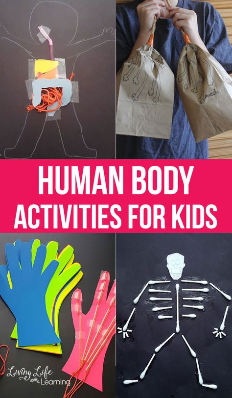 These human body activities for kids are the perfect way to help them learn about everything that the human body does! They'll love the hands-on activities and be intrigued by just how busy the body can be! Perfect for all ages, these STEM learning activities are a must!#education #STEM #humanbody #science #healthy #homeschool #biology #LivingLifeandLearning Human Body Activities For Kids, Human Body Systems Activities, Body Activities For Kids, Body Systems Activities, Stem Learning Activities, Homeschool Science Curriculum, Human Body Science, Human Body Activities, Body Science