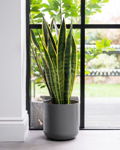 Low Maintenance Indoor Plants, Sansevieria Cylindrica, Kentia Palm, Too Much Work, Sansevieria Trifasciata, Love Plants, Chinese Money Plant, Rubber Plant, Plant Delivery