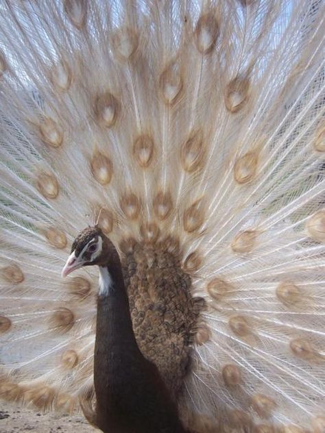 browns - brown and white peacock. very unusual. Cameo White, Peacock And Peahen, Peacock Art, Peacock Bird, Animale Rare, Gold Aesthetic, White Eyes, Exotic Birds, Peacock Feathers