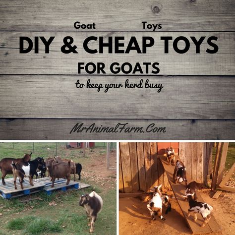 Toys For Goats, Diy Goat Toys, Goats And Sheep, Goat Playground, Goat Toys, Keeping Goats, Goat Shelter, Goat Pen, Goat House