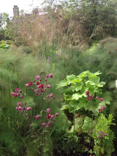 Bronze Fennel Plant, Fennel Plant, Bronze Fennel, 2023 Landscape, Kitchen Garden Plants, Planting Design, Landscape Plan, Autumn Garden, Kitchen Garden