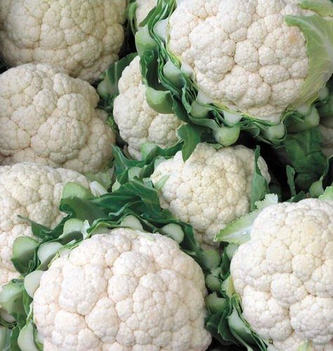 A fresh, home-grown crown of cauliflower is a thing of beauty – crisp, nutritious, and intensely flavourful.  Follow along with this handy How to Grow Cauliflower from seed guide and grow food. Latin Brassica oleracea var. botrytis Family: Brassicaceae Difficulty Moderately difficult We Recommend: Amazing (CF306). Among a number of excellent hybrid varieties, Amazing is a great place to start. Harvesting your first homegrown cauliflower is terribly rewarding, and Amazing may be the perfect seed Cauliflower Aesthetic, Cauliflower Photography, Cauliflower Raw, How To Grow Cauliflower, Grow Cauliflower, Growing Cauliflower, Cabbage Cauliflower, Growing Cabbage, Cauliflowers