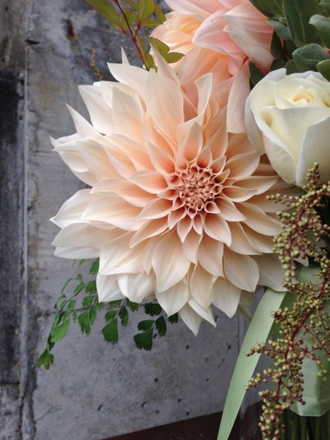 Dalia Flower, Dahlia Wedding Bouquets, Dahlia Garden, Dahlias Wedding, Cream Flower, Peach Cream, Wedding Flower Inspiration, Dahlia Flower, Flower Farm