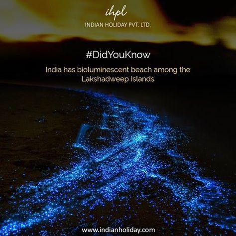 Feel see the stars floating below your feet at bioluminescent beach among the Lakshadweep Islands of India. Lakshadweep Aesthetic, Lakshadweep Islands, Holiday Homework, Island Beach, Travel Experience, Travel Fun, Homework, Self Improvement, Did You Know