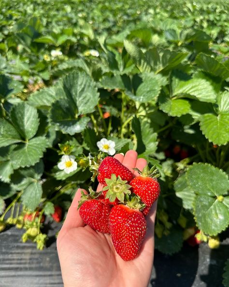 A day at the strawberry patch🍓 📍Battleview Orchards in Freehold, NJ Love this spot for seasonal strawberry picking - happening now through early June! Check their page for the latest updates and hours @bvorchards Admission costs $5 per person and is credited towards the berries you pick. Strawberries cost $4.49 per pound. Cute spot for strawberry picking in New Jersey!🍓☺️ #njblogger #newjersey #nj #strawberrypicking #njfarms #njthingstodo Pick Strawberries, Strawberry Picking, Strawberry Patch, Chair Slipcover, Summer Bucket Lists, Summer Bucket, Slipcovers For Chairs, Ruffle Skirt, Latest Updates