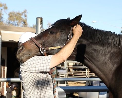 Masterson Method, Equine Bodywork, Equine Massage Therapy, Horse Massage, Natural Horsemanship Training, Largest Horse Breed, Equine Massage, Horse Training Exercises, Horse Exercises