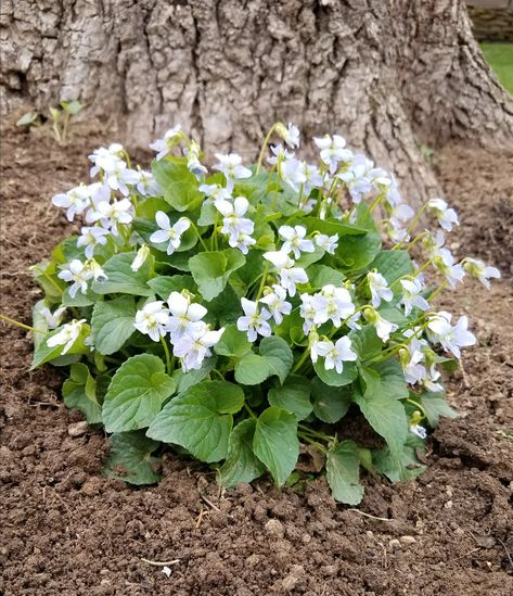 Pale lavender/blue violets growing in my garden. White Violets, Wild Violets, Violet Garden, White Flower Farm, Australian Native Flowers, Pale Lavender, Sweet Violets, Vintage Garden Decor, Garden Types