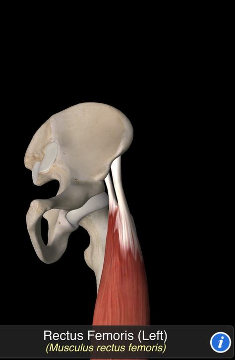 Musculus Rectus Femoris Rectus Femoris, Anatomy, Quick Saves