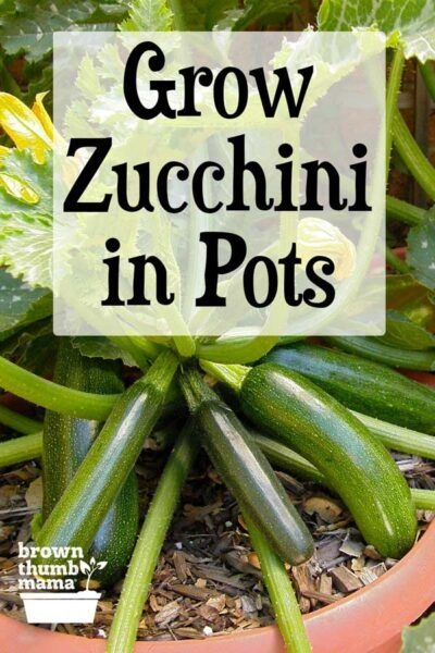 Yes, you can grow zucchini or summer squash in pots or containers! This family favorite is easy to grow and will give you a huge harvest. Here’s everything you need to know to grow zucchini in containers. Zucchini Garden Ideas, Growing Vegetables In Containers Container Gardening, Growing Squash In Pots, Potted Zucchini Plant, Best Veggies To Grow In Pots, Growing Zucchini In A Pot, How To Grow Zucchini In A Pot, Planting Zucchini In Pots, How To Grow Zucchini In A Container