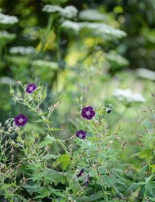 Shady Cottage Garden, Dry Shade Garden Ideas, Shady Garden Ideas, Shady Planting, Dry Shade Garden, Traditional English Cottage, Plants For Shady Areas, Gardens Illustrated, Geranium Phaeum