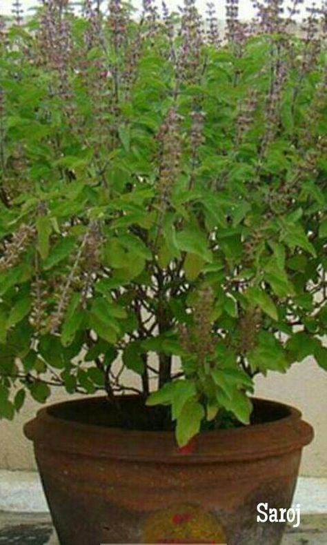 Tulsi Mata Images, Tulsi Mata, Mata Images, Tulasi Plant, Tulsi Pot, Tulsi Plant, Wallpaper Photo Gallery, Devi Temple, Navratri Images