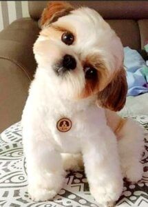 12 Best Shih Tzu Haircut and Hairstyles to Try