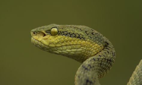 Emily's virtual rocket : Donald Trump - Ex-White House Aide Details Trump’s... Snake Head Photography, Snake Head Reference, Viper Snake, Snake Drawing, Nature Projects, Pit Viper, Cold Blooded, Snake Venom, Animal References