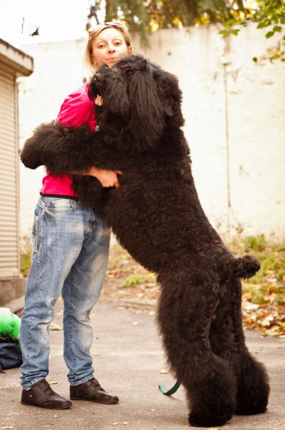 Dogs Cuddling, Schnauzer Gigante, Russian Terrier, Dogs Hugging, International Dog Day, Bouviers Des Flandres, Black Russian Terrier, Black Russian, Giant Schnauzer