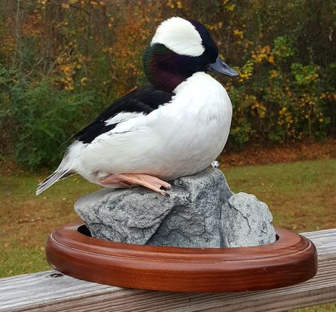 Bufflehead Bufflehead Duck Mount, Bufflehead Duck, Duck Hunting Decor, Duck Mounts, Waterfowl Taxidermy, Duck Ideas, Duck Mount, Duck Photography, Bird Taxidermy