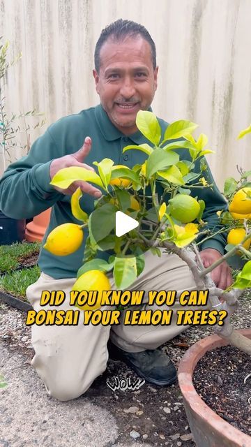 CrucialFOURFarms on Instagram: "Did you know you can bonsai a lemon tree? “🍋 Tiny Tree, Big Dreams! 🌳 Transform your living space into a citrus paradise, no matter how small, with your own Bonsai Lemon Tree! Perfect for cozy gardens and northern climates where winters are chilly. 🌬️🌨️ Bring the zesty outdoors in and keep summer alive all year round! 🌞🏠 #BonsaiLemon #SmallSpaceBigImpact #WinterGreen 🌿✨”" Lemon Tree Backyard Landscaping, Lemon Tree Bonsai, Small Lemon Tree, Lemon Bonsai, Tiny Tree, Bay Tree, Tall Planters, Lemon Tree, Big Dreams