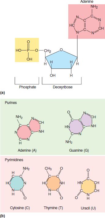 Deoxyribonucleic acid (DNA) is the hereditary matter in cells that makes up the repository for genes. DNA's structure consists of sugar, phosphate groups,and nitrogenous bases in its nucleotides. These bases are cytosine, thymine, adenine, and guanine. Cytosine and thymine are classified as pyrimidines that have a single ring. Adenine and guanine are classified as purines that have a double rings. Adenine base pairs with thymine (uracil only in RNA), and cytosine base pairs with guanine. Dna Base Pairs, Adenine Thymine Guanine Cytosine, Adenine Structure, Nucleotide Structure, Dna E Rna, Nitrogenous Base, Dna Drawing, Dna And Rna, Biochemistry Notes