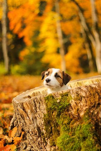 Jack Russells, Russell Terrier, Jack Russell Terrier, Dog Photography, Sweet Animals, Little Dogs, Happy Fall, In The Fall, Jack Russell