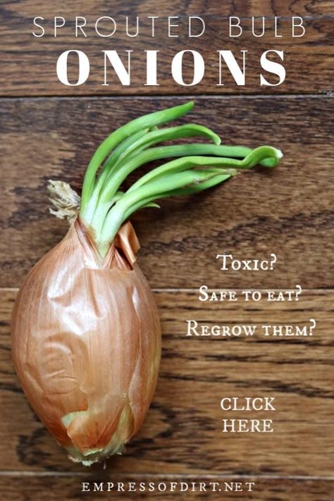 When cooking onions have sprouted, are they still safe to eat? And can you regrow them for more onions? Click to find out. #onions #regrowing #bulbs #empressofdirt Onion Sprouts, Raised Gardens, Cooking Onions, Growing Onions, Tattoo Plant, Onion Bulbs, Planting Onions, Ginger Plant, Fall Garden Vegetables