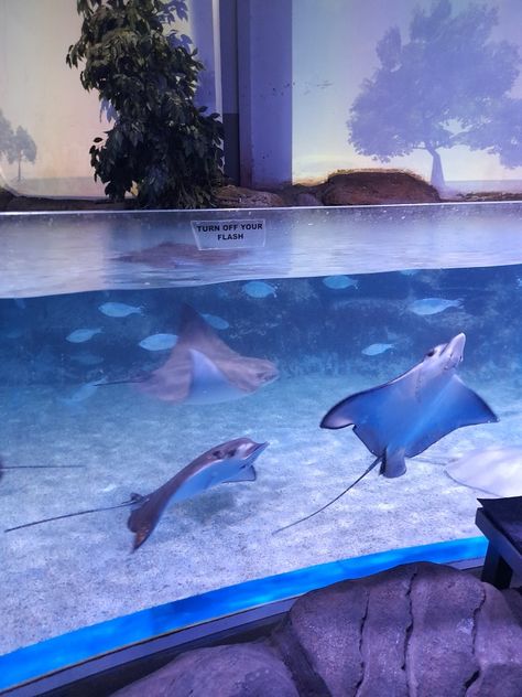 Shark Emoji, Jakarta Aquarium, Stingray, Jakarta, Fish Pet, Animals