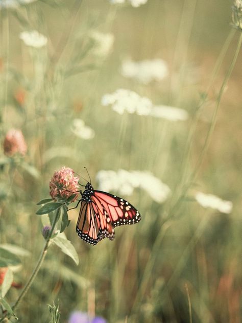 The Transformative Now - Plumwood Mountain Butterflies Braids, Monarch Photography, Monarch Butterfly Aesthetic, Monarch Butterflies Photography, Nails Butterflies, Background Butterflies, Tattoo Butterflies, Drawing Butterflies, Wallpaper Butterflies